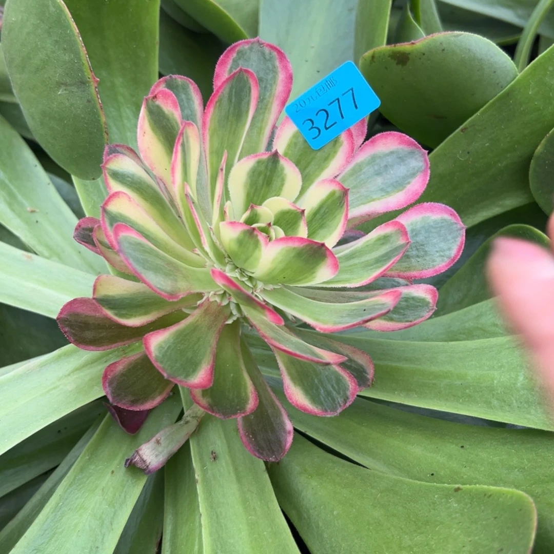 小*丁3277半糖多肉植物系