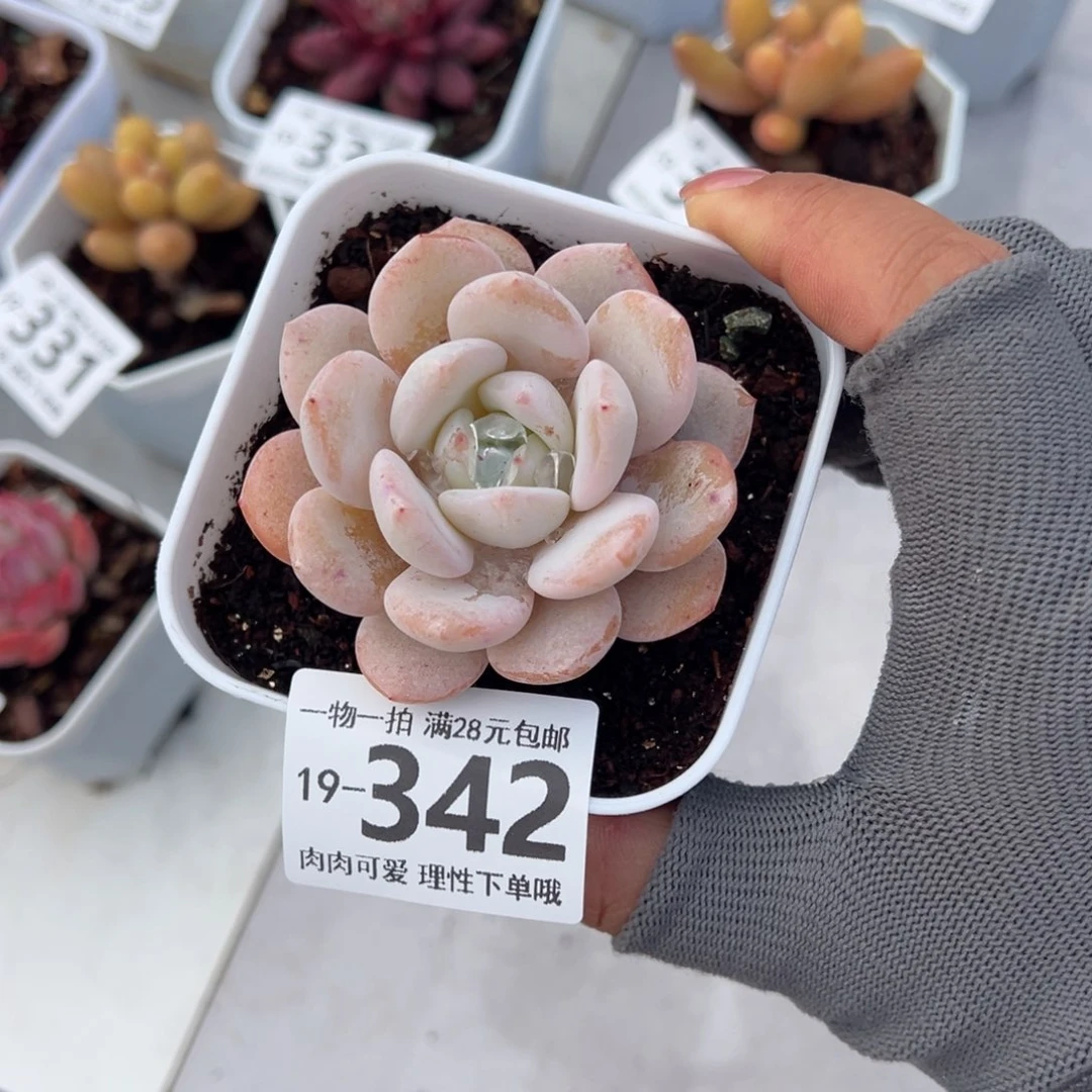 奶盖多肉多肉多肉多肉