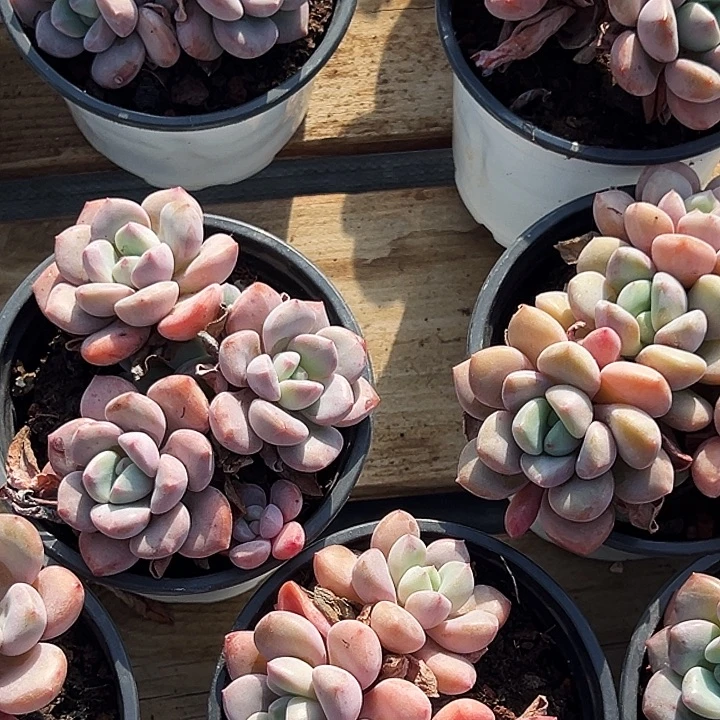 三头       老桩     白露