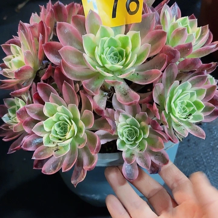 多肉植物福利178