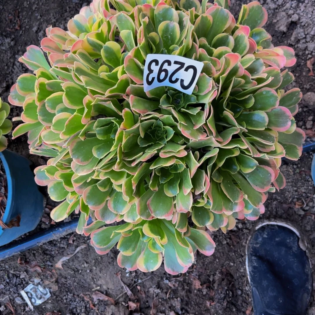 炫彩法师26////40包邮