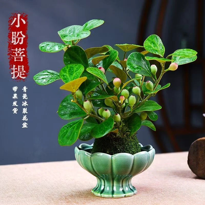 小盼菩提禅意带花盆中式室内客厅好养茶桌办公室绿植大气美观好看