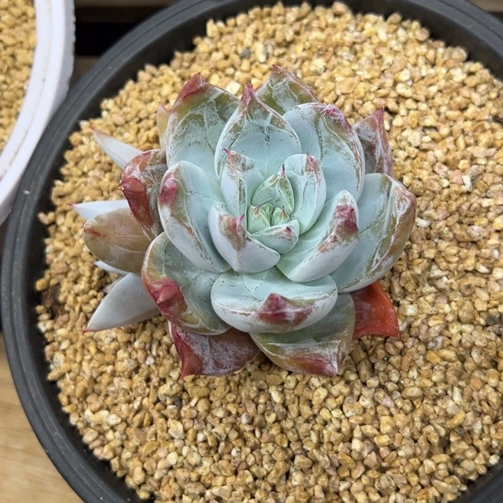 卡罗拉 双头 夏鸣园艺