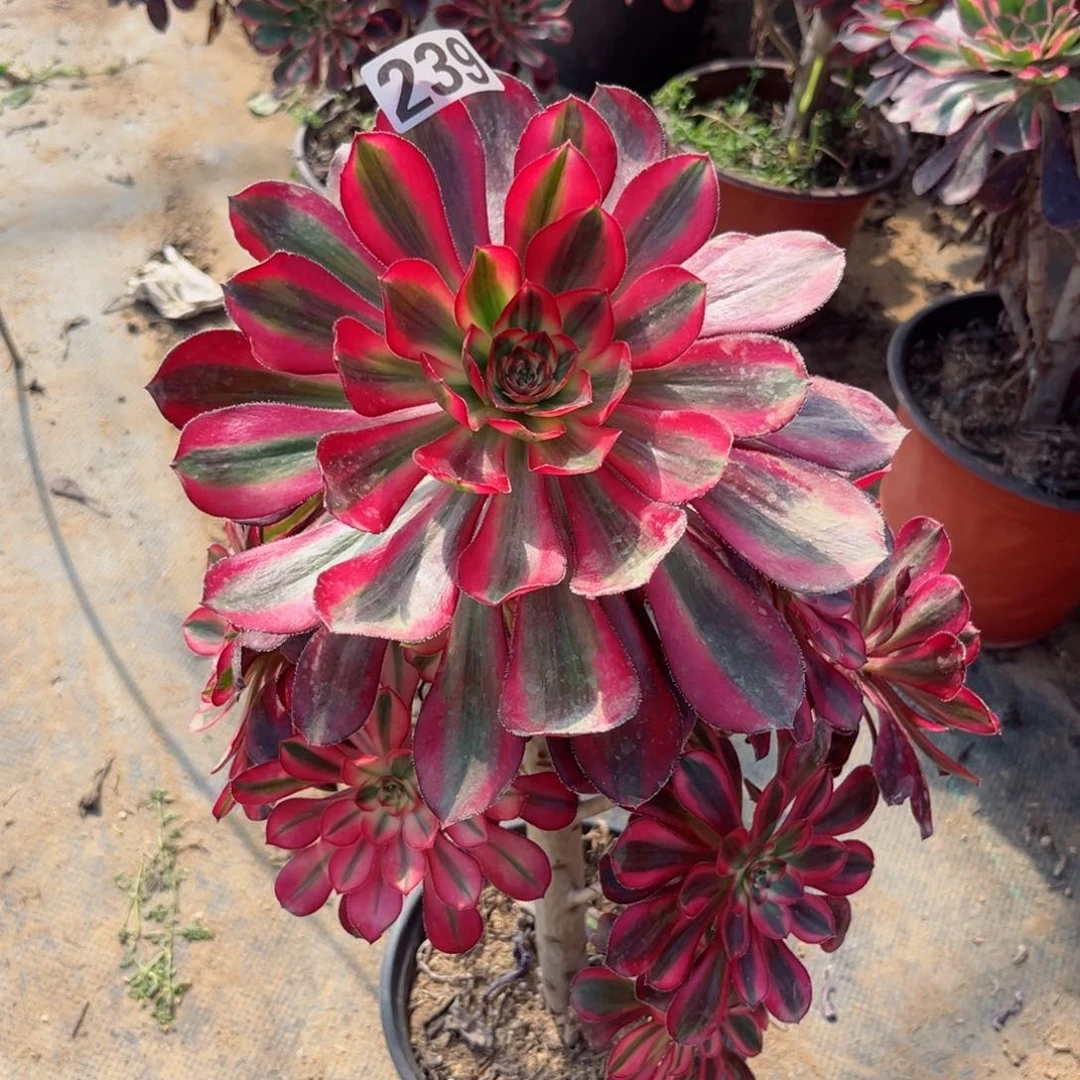 239香奈儿宽锦多肉植物