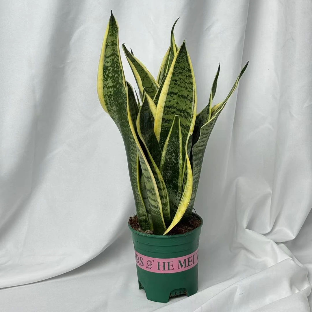 金边虎皮兰绿植盆栽水培室内多肉植物花卉客厅大型盆景虎尾兰甲醛