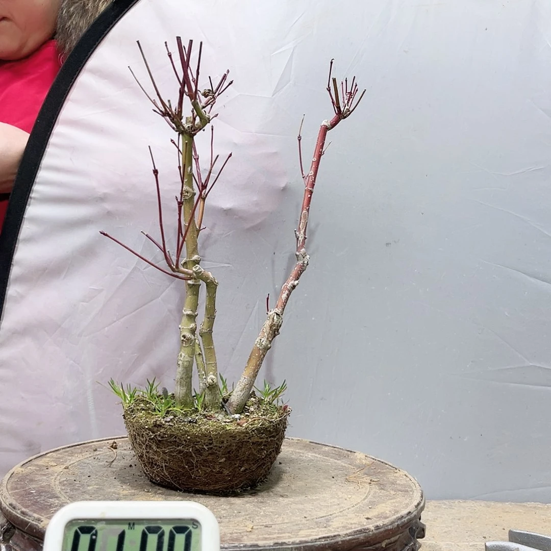 一*高端盆栽红枫