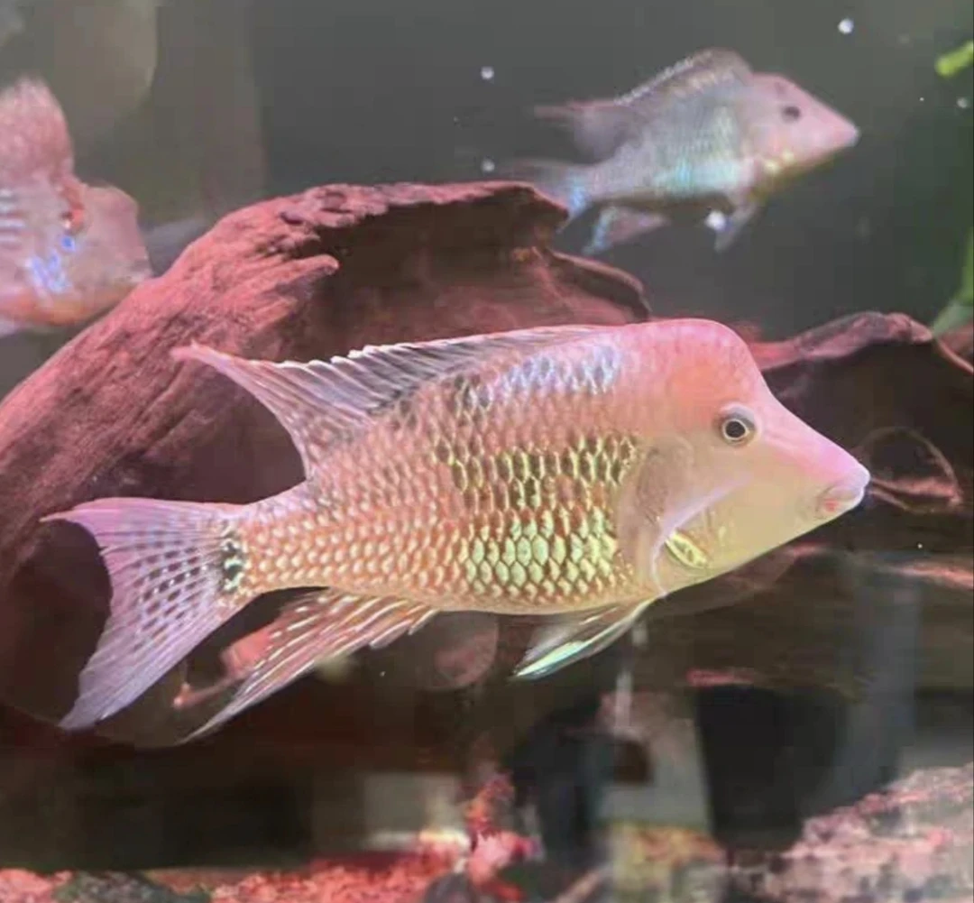 火焰牛头关刀食土鲷