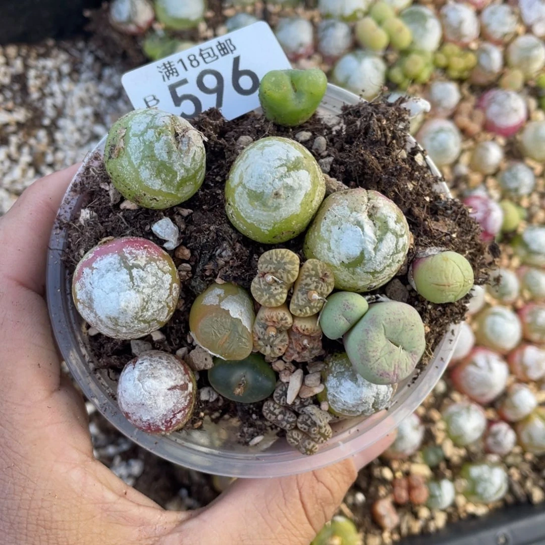 红陶00000000000596