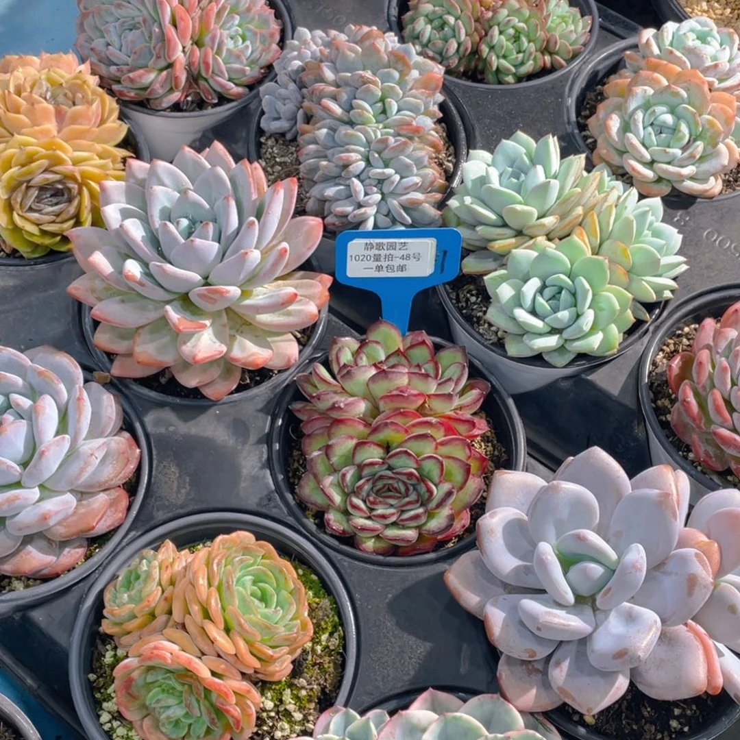 1020-48-精品美人组合两颗