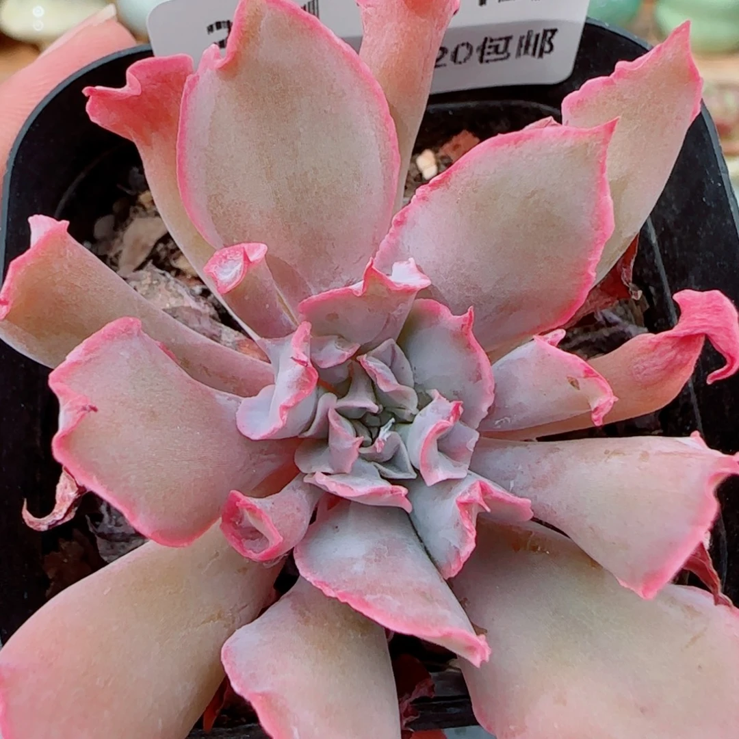 花语逸镜1012-331粉红猪小妹