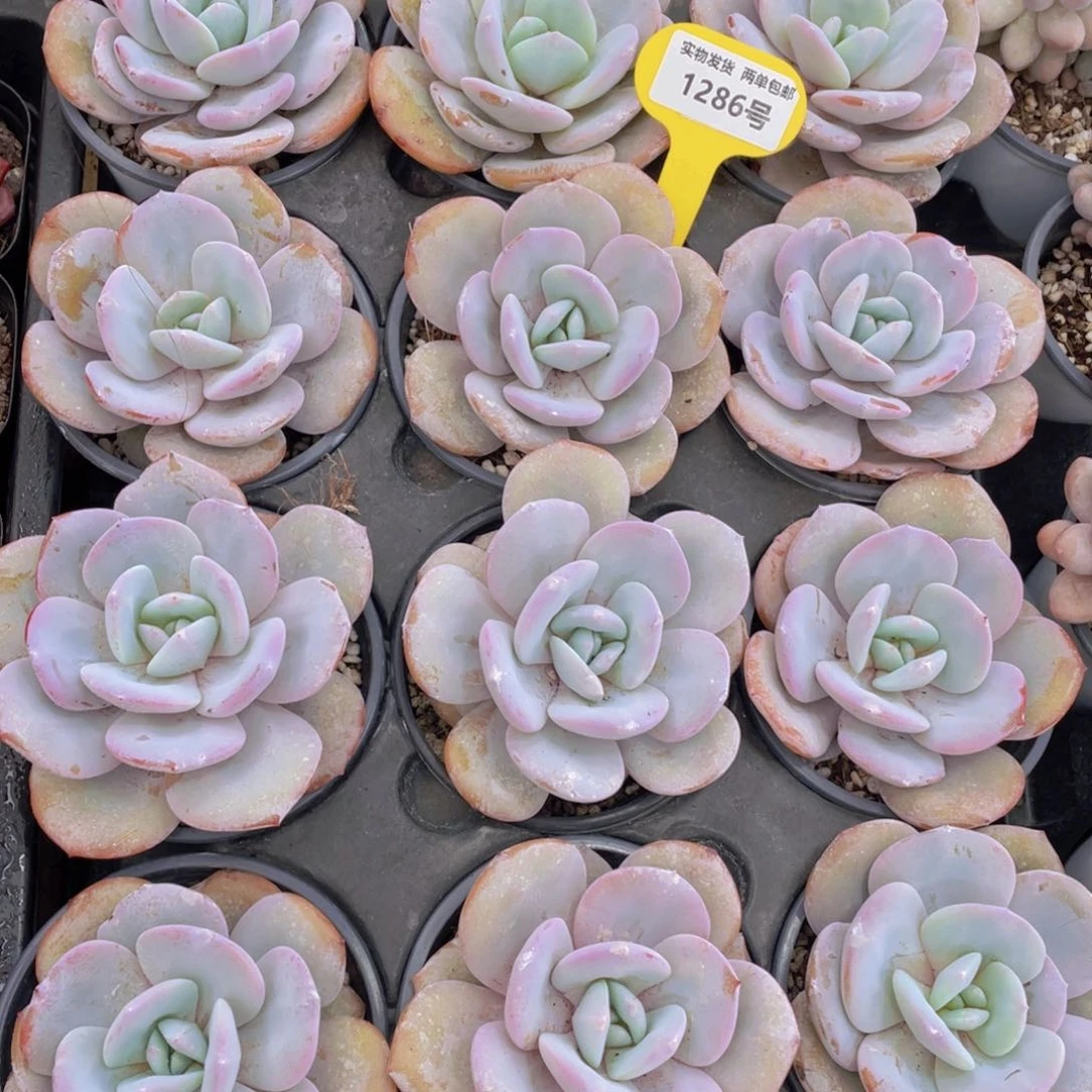 1286号 正版韩版奶茶大单头一个