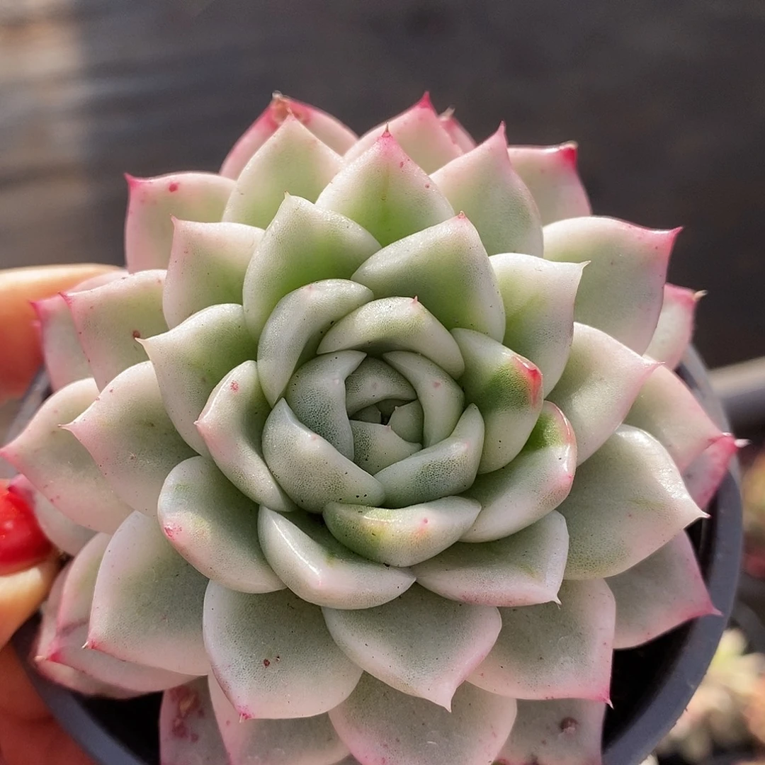 255东云杂，哈哈哈哈哈