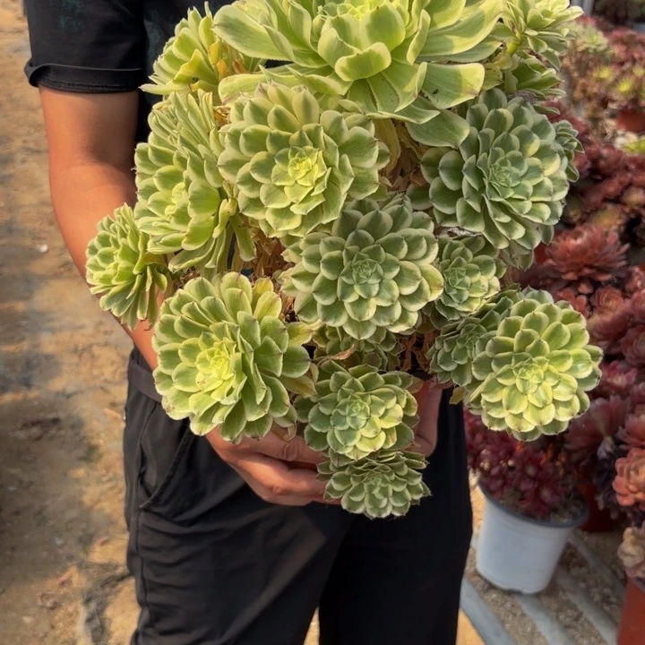 瑞妈多肉植物388