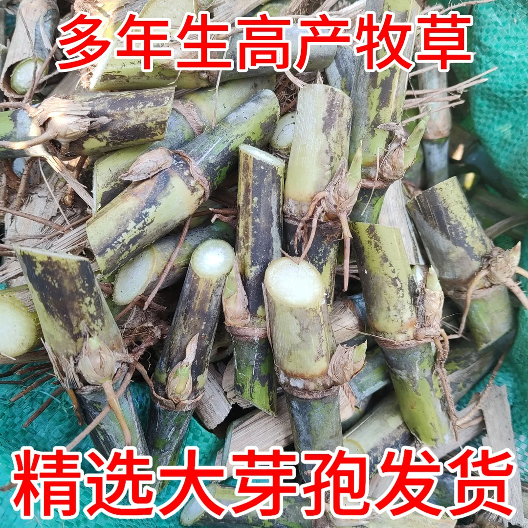 甜象草3号种节无毛耐寒红象草皇竹草多年生牧草种植