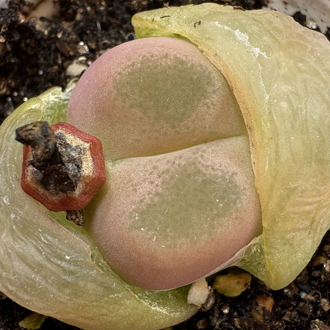 164-粉O泡带盆多肉