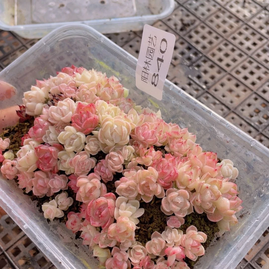 多肉植物多肉植物840