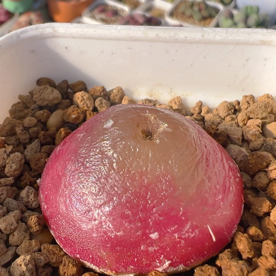 小**?23多肉植物百科知识