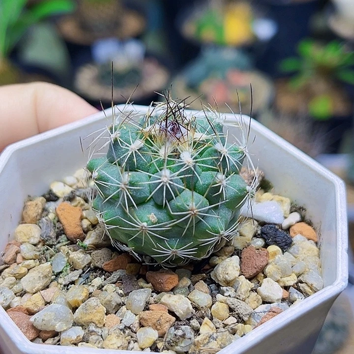 刘氏娇丽实生球3.1公分