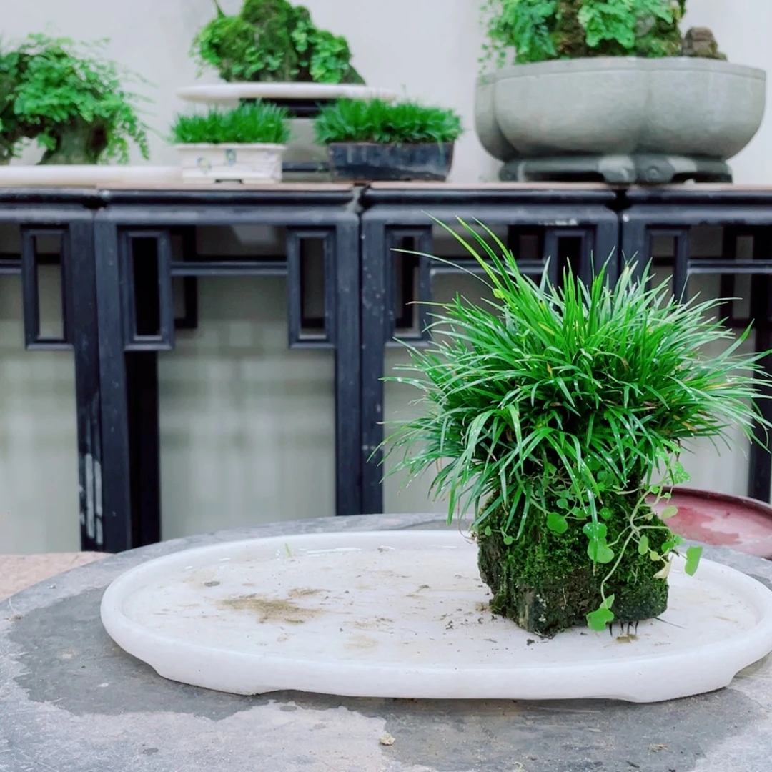 无铅玻璃薛*森铁线蕨等植物的生长发育