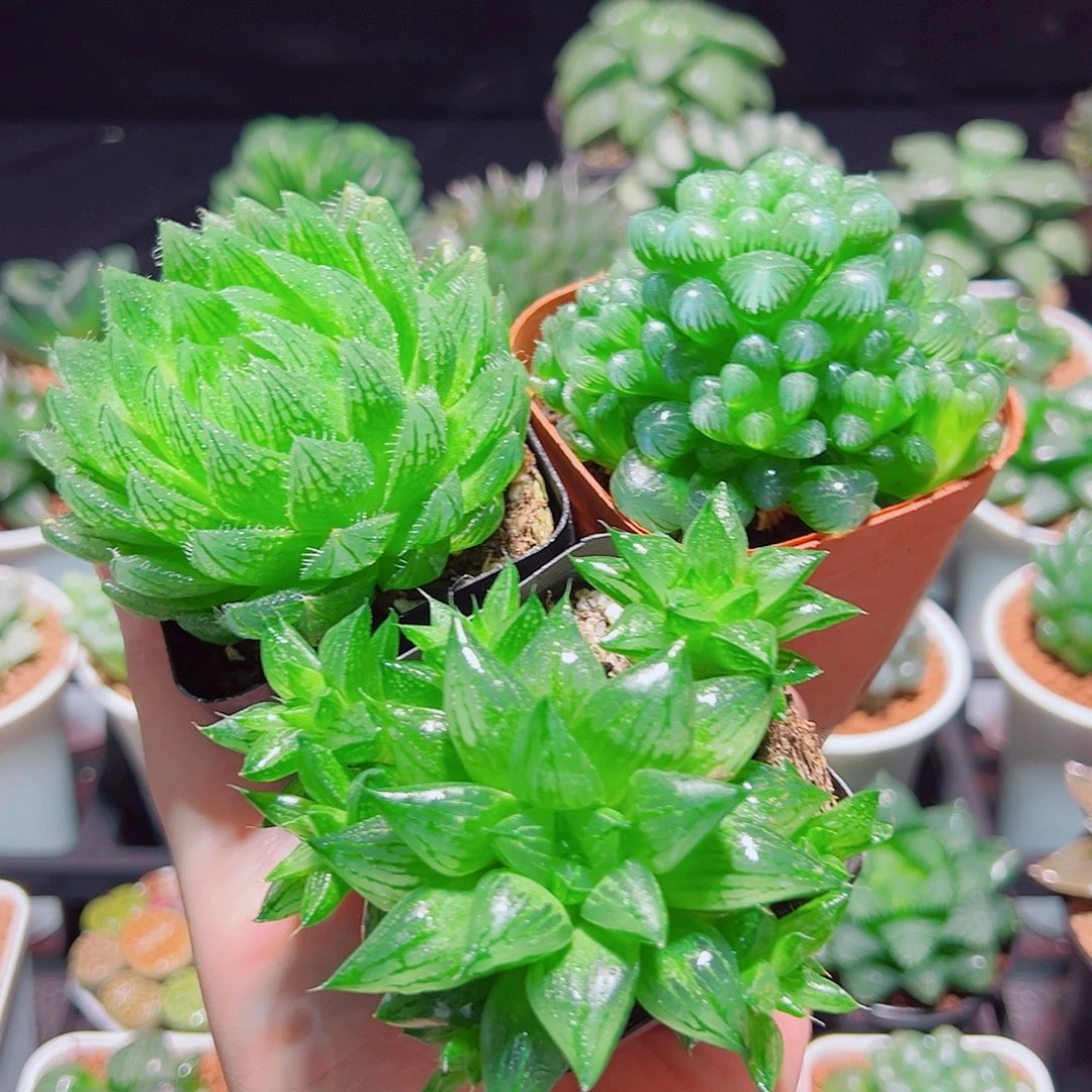 樱水晶水晶寿姬玉露群原盆土