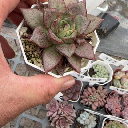 191百合锦杂多肉植物多