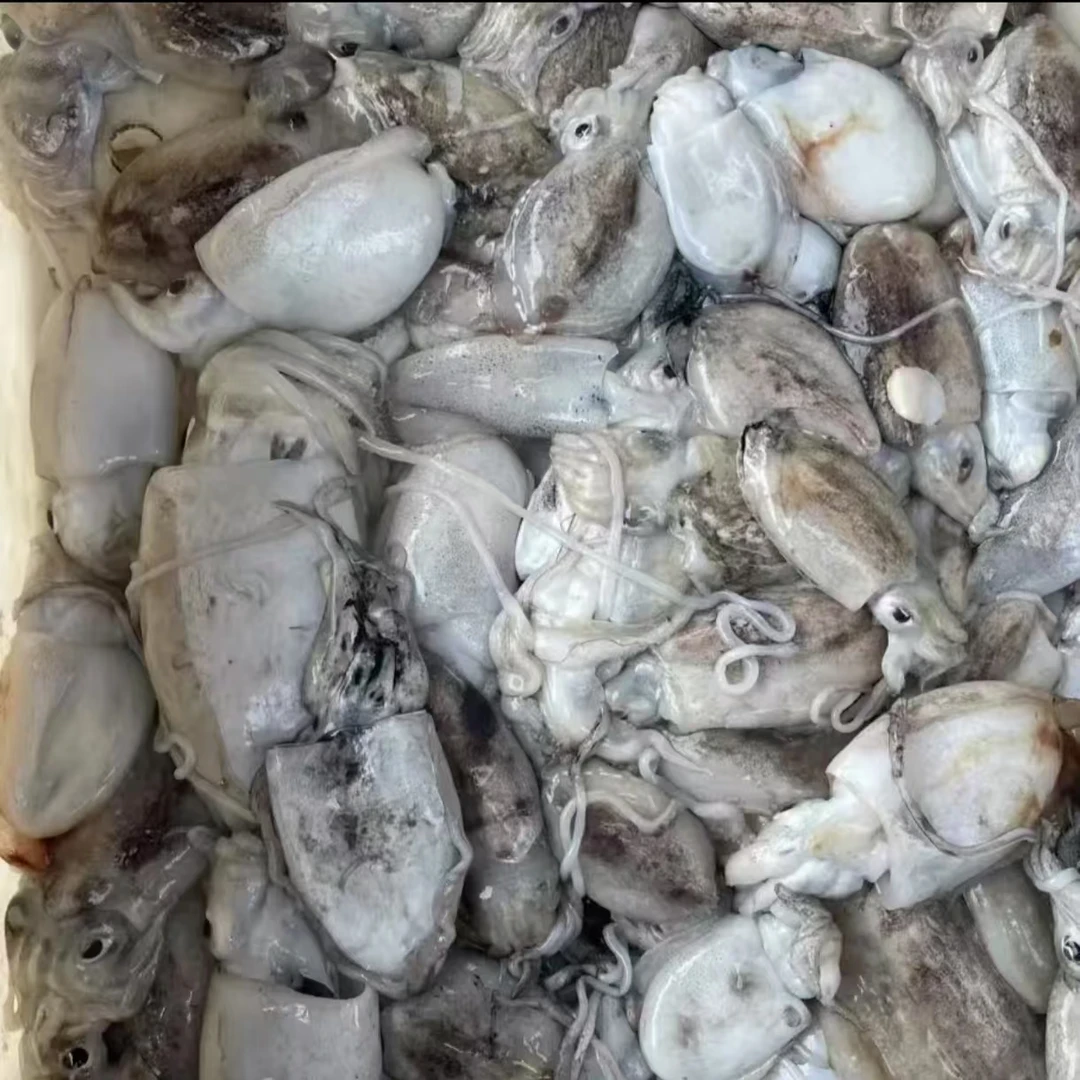 墨鱼 直播现称【①】以直播间称重商品为准 包鲜/不包活