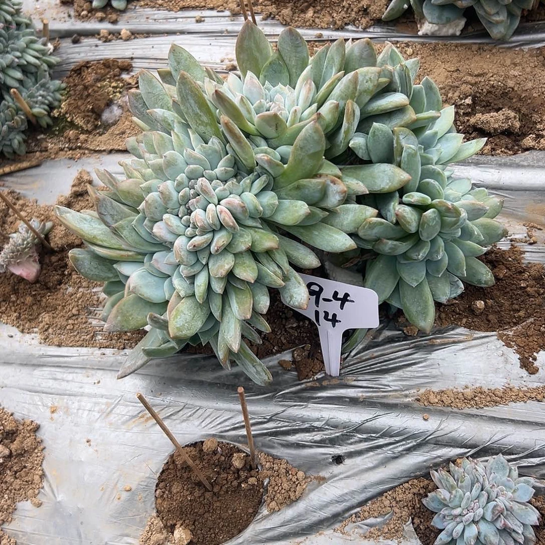 元****929-4橙子缀组合8颗地栽寄养