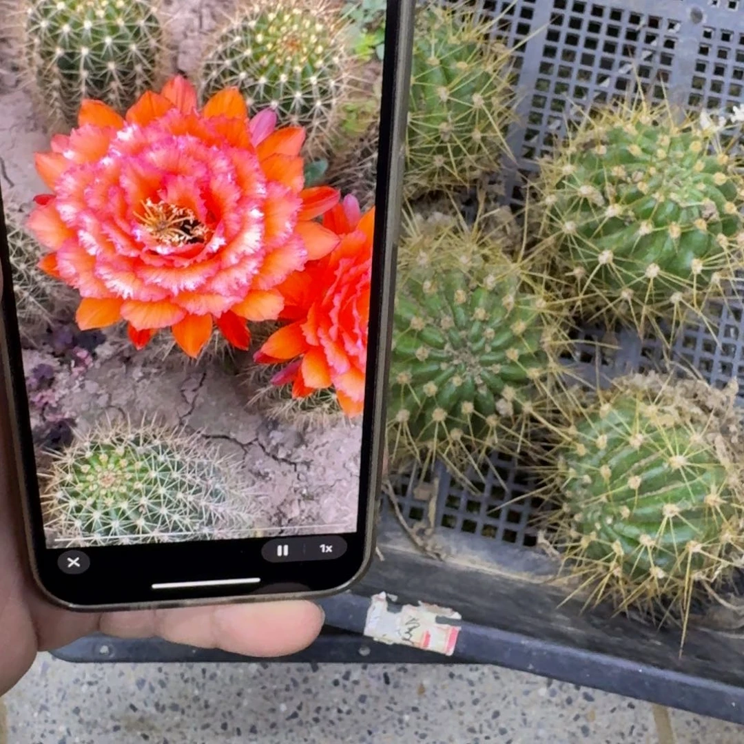 336毛清707根脱土发货6公分左右斑