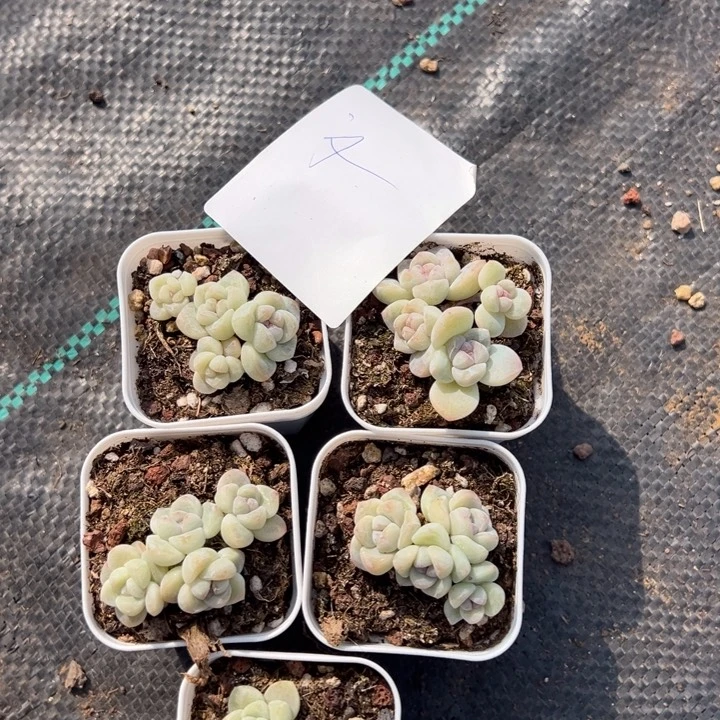 文一物一拍专拍的