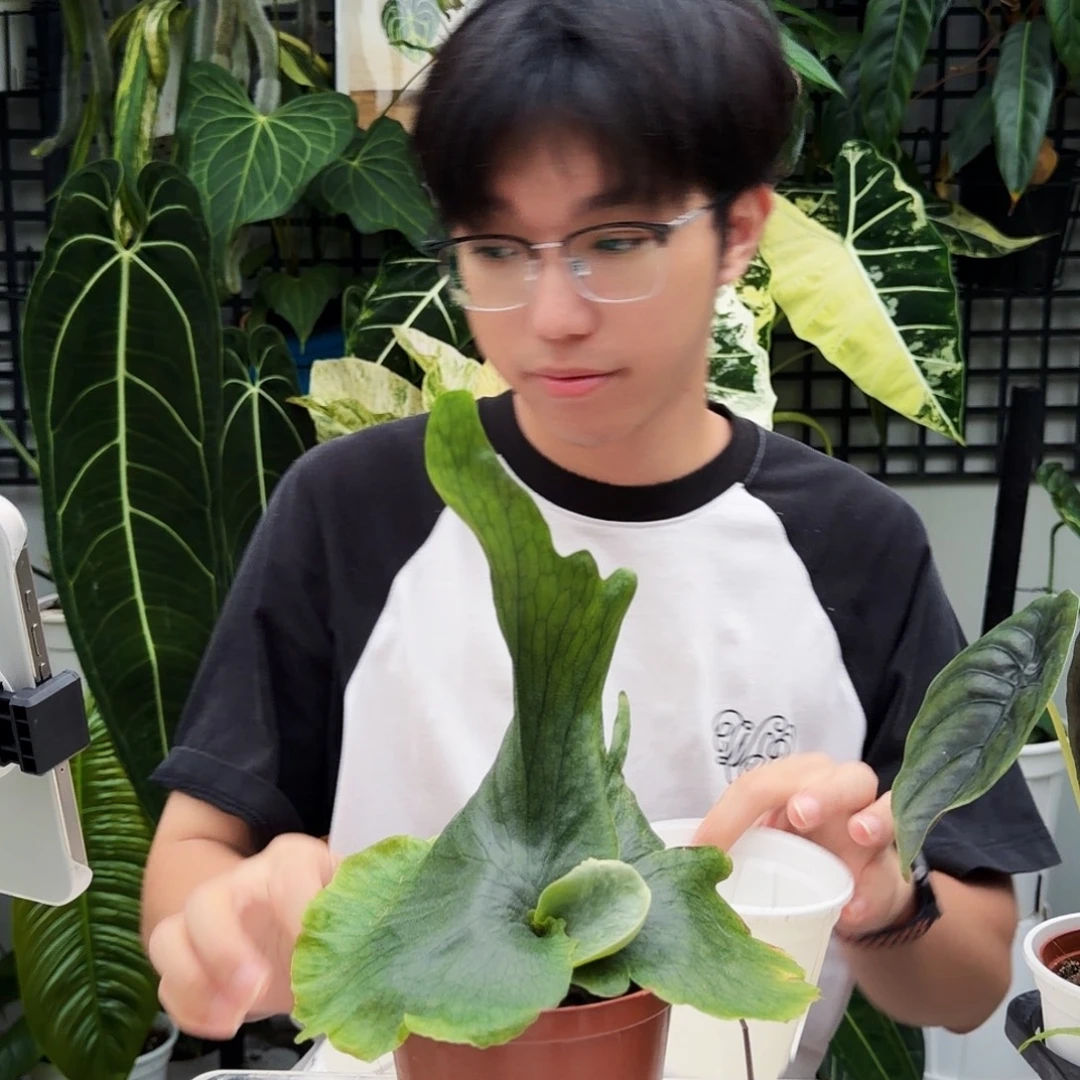 不开花植物C101 和其美