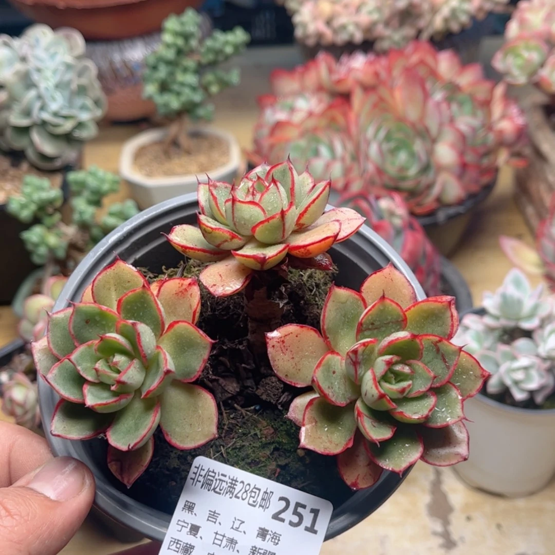 【闪购商品】251罗西马