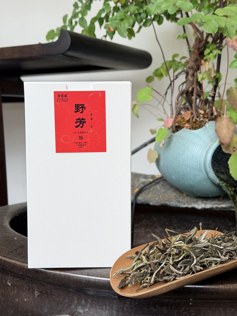 （野芳）华茶一号 老树荒野牡丹