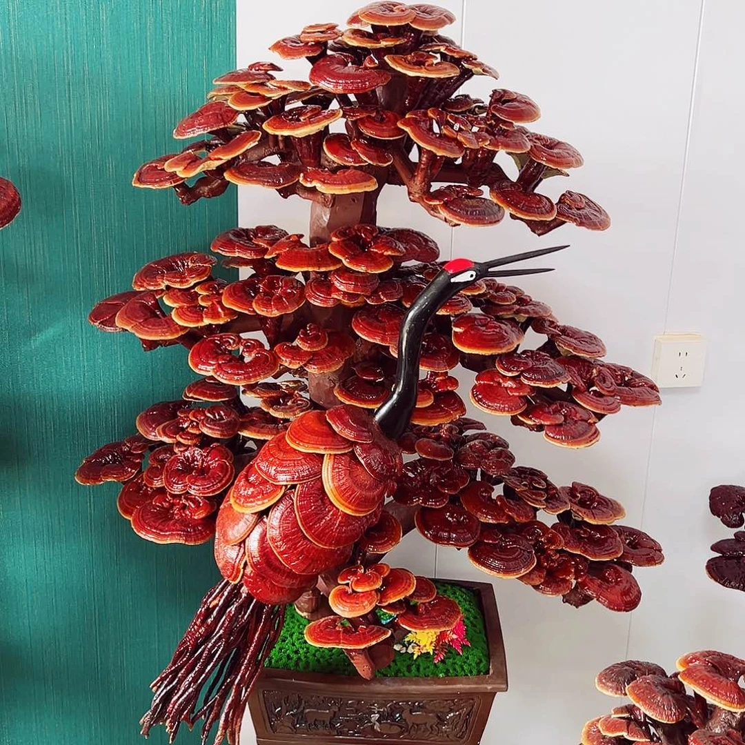 【闪购商品】全部花朵