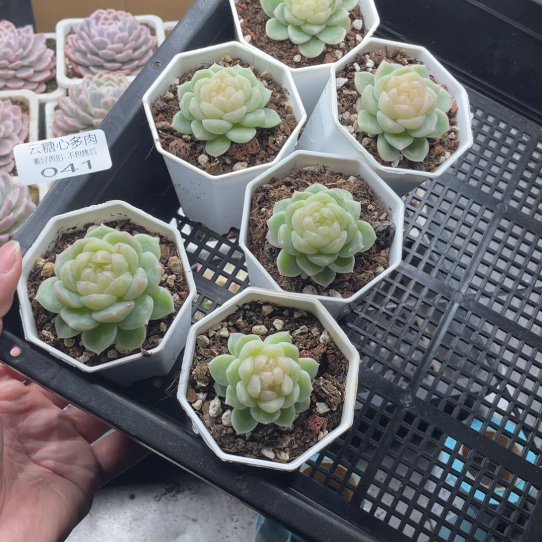 C***儿云糖心多肉植物41