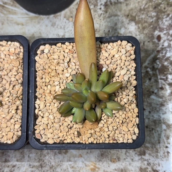 朵唯菲 血斑 一物一拍