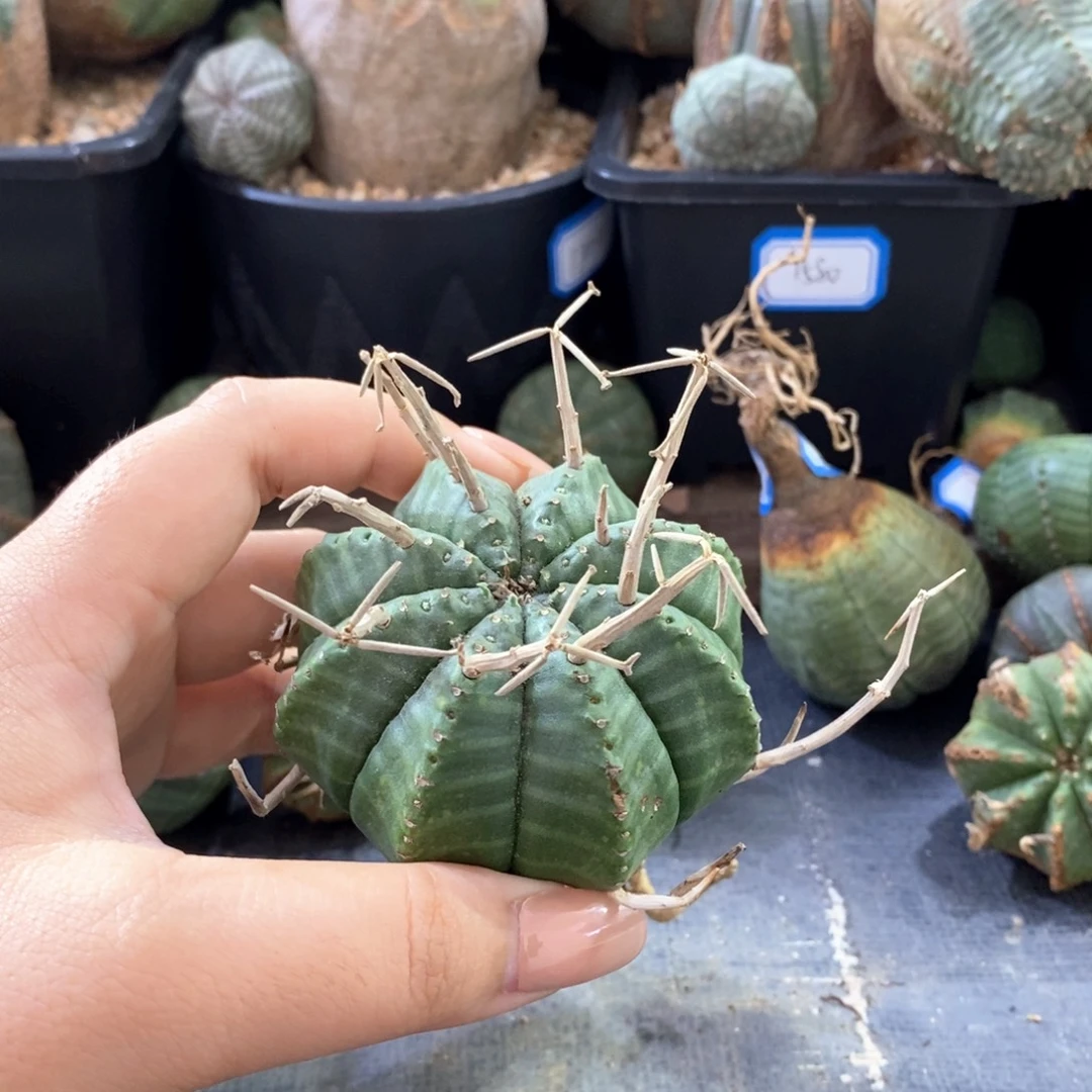 35 法丽达精品 一物一拍