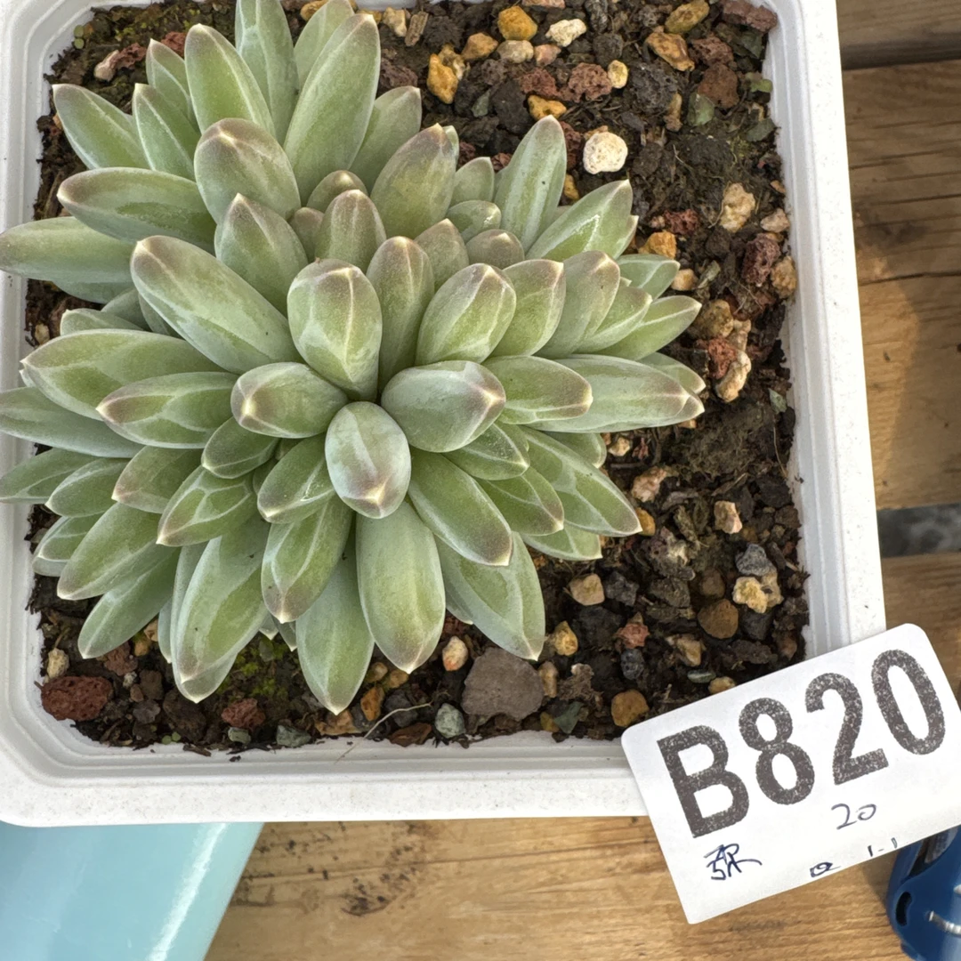 B820，弥漫，多肉植物伊卡