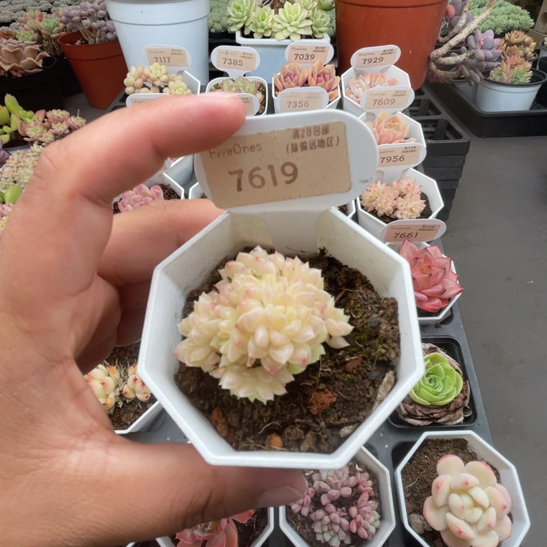 7619麦秆 4.0厘米