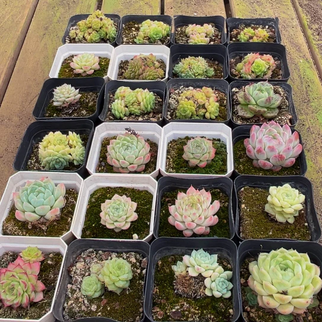 625多肉植物的生长发育规律