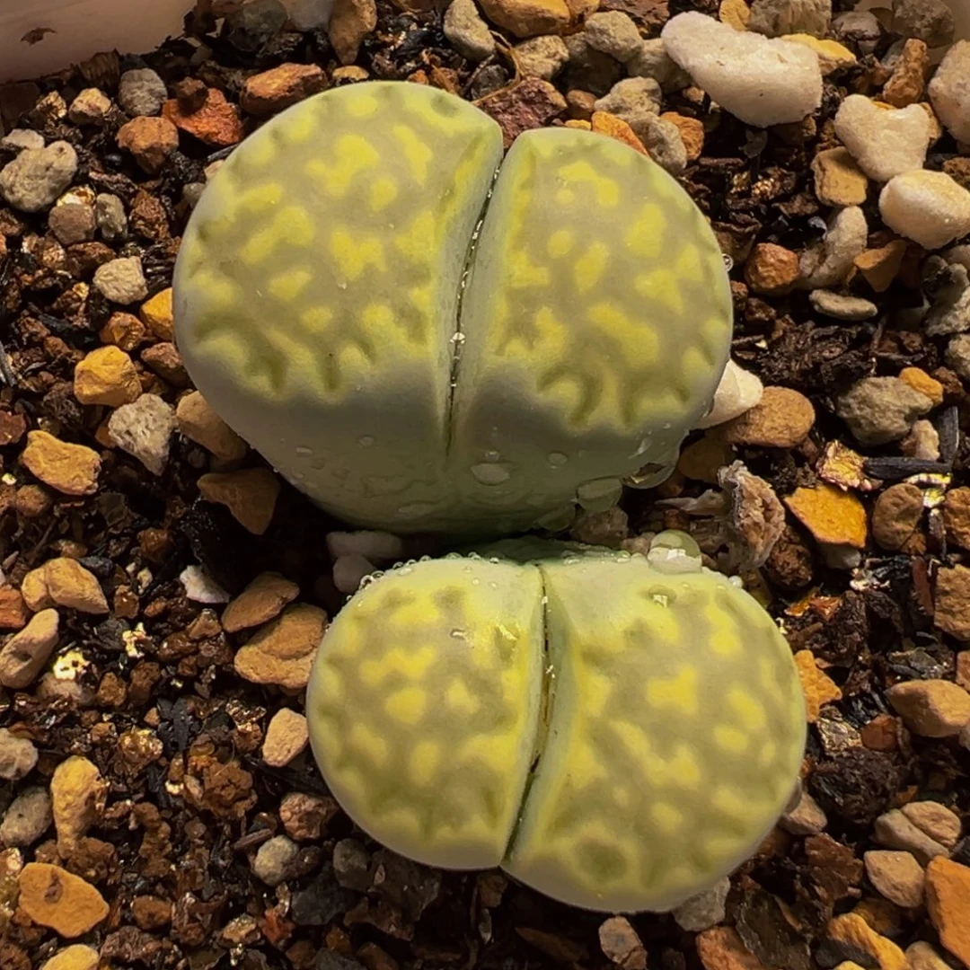 652多肉植物种类多样