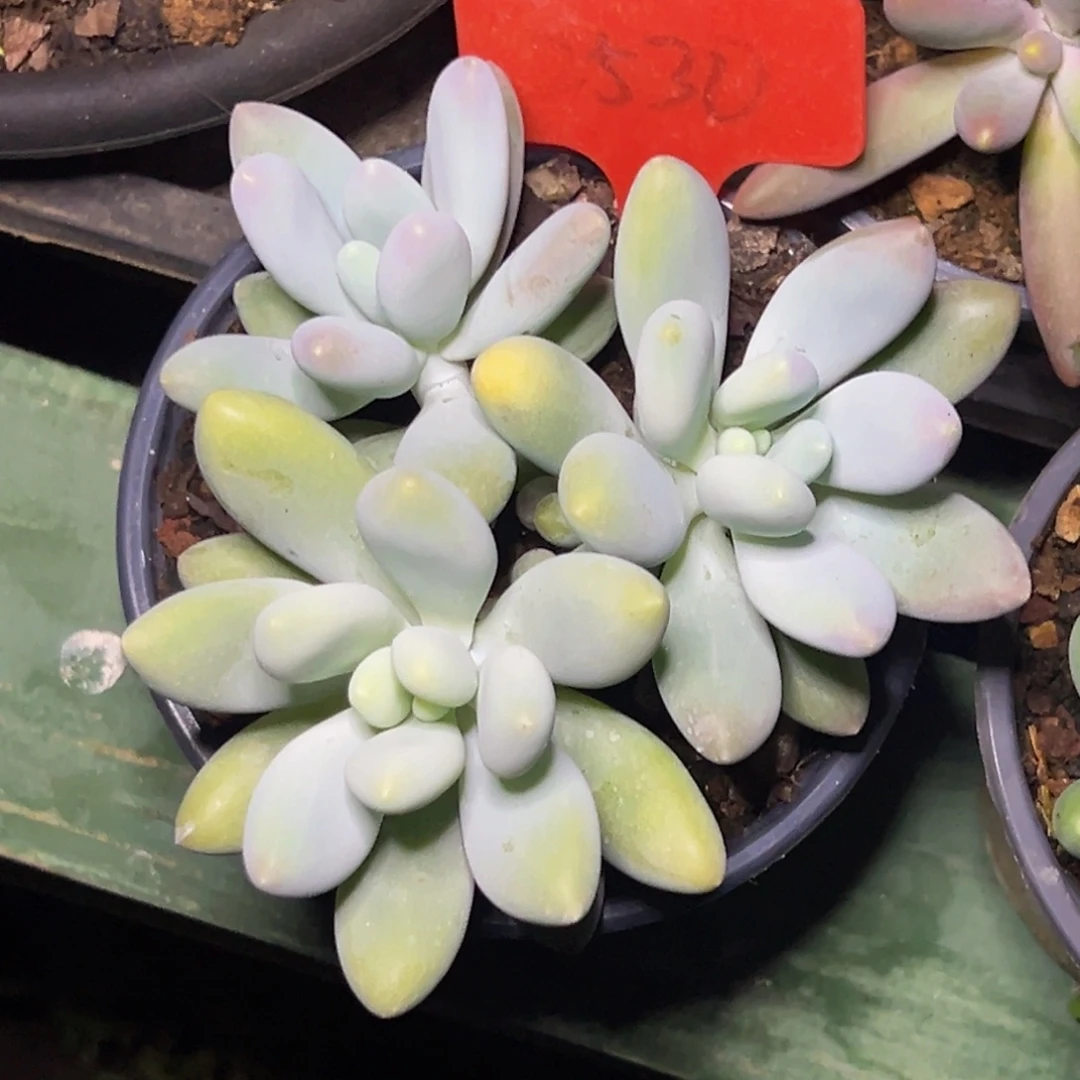 2530号晚上多肉植物群生