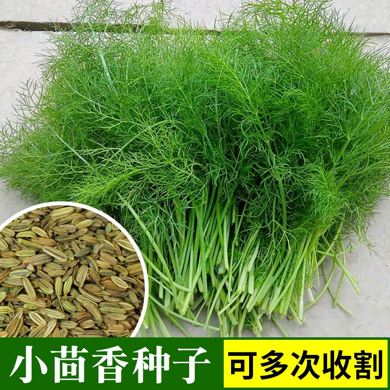 【满5包包邮】茴香种子种籽苗孑小茴香菜阳台带根四季菜种盆栽籽种