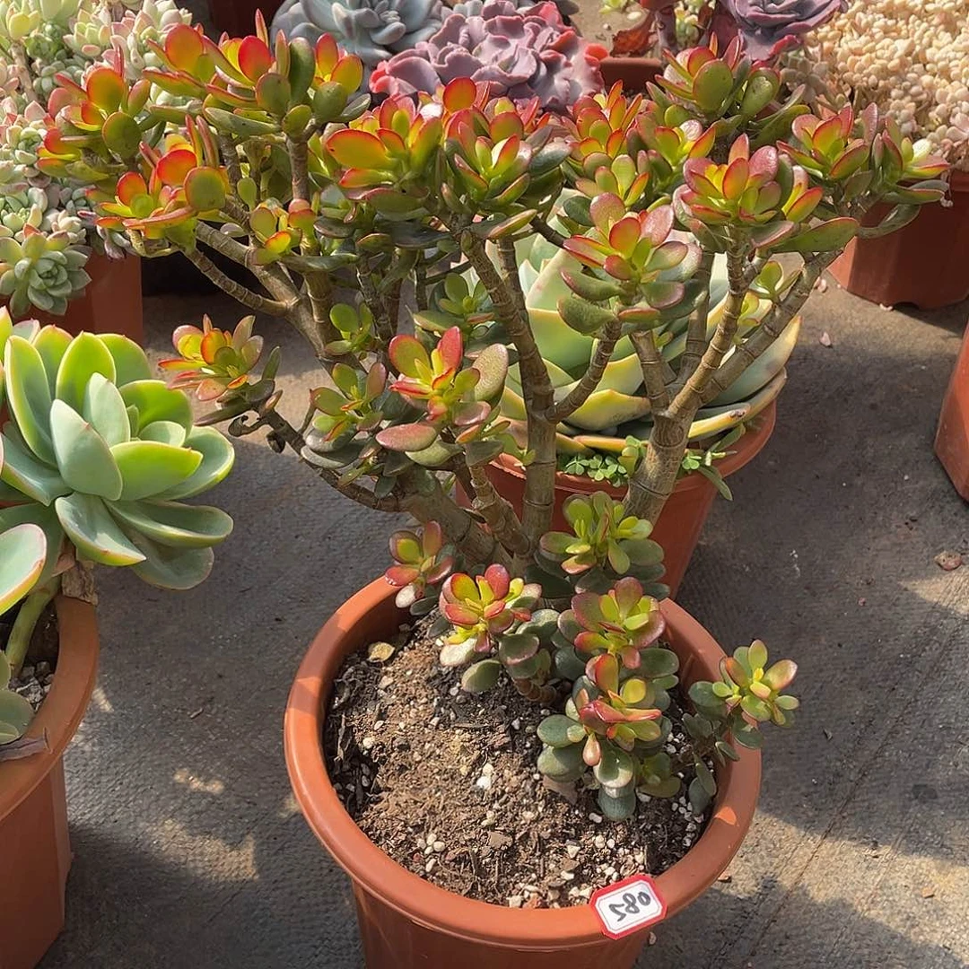 580姬红花月 一物一拍多肉