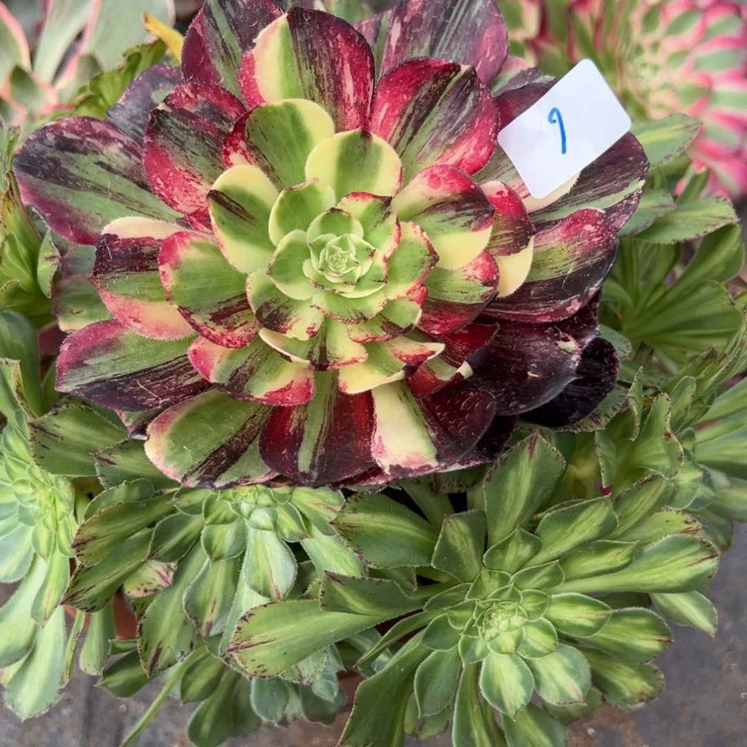 6伯爵无根多肉椅子