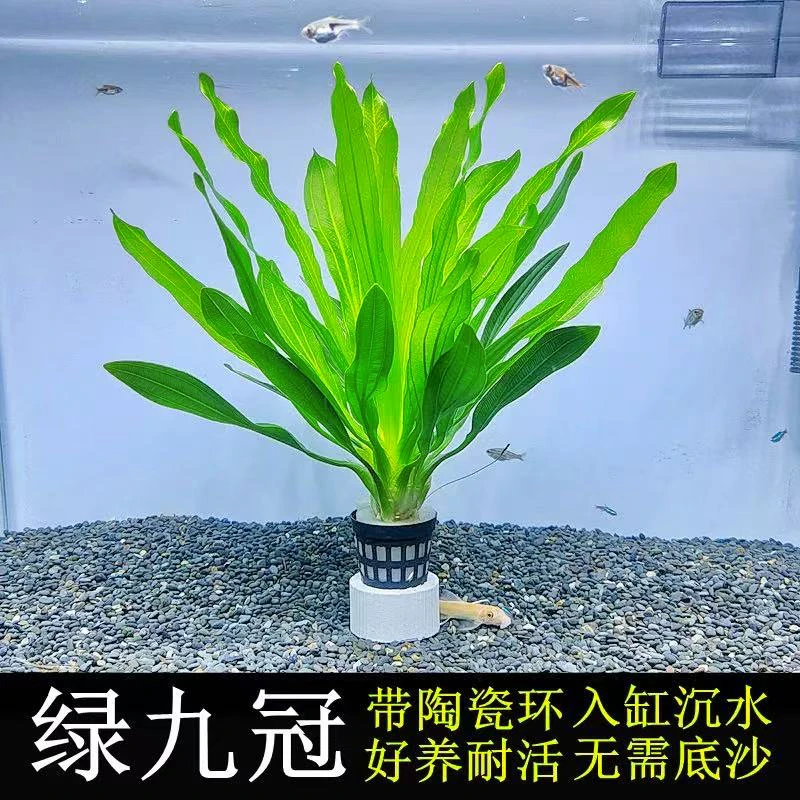 大叶九冠水草阴性好养活适合鱼缸后景造景的懒人水草
