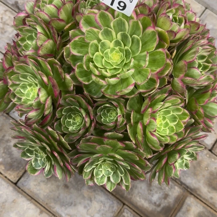 花***?水晶莲花119肉肉