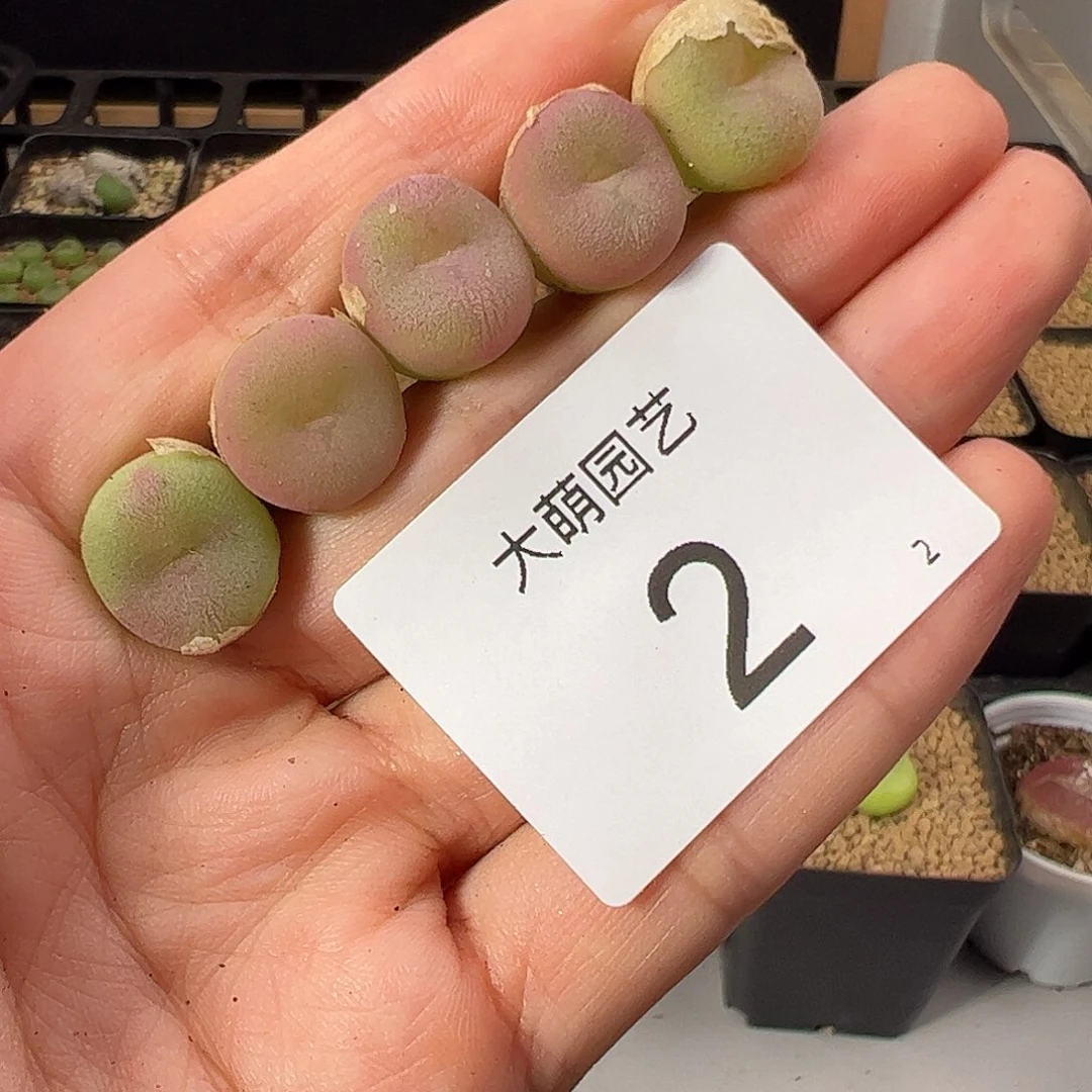 一物一拍          2