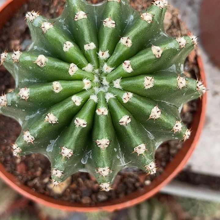 79号实生彩草短刺