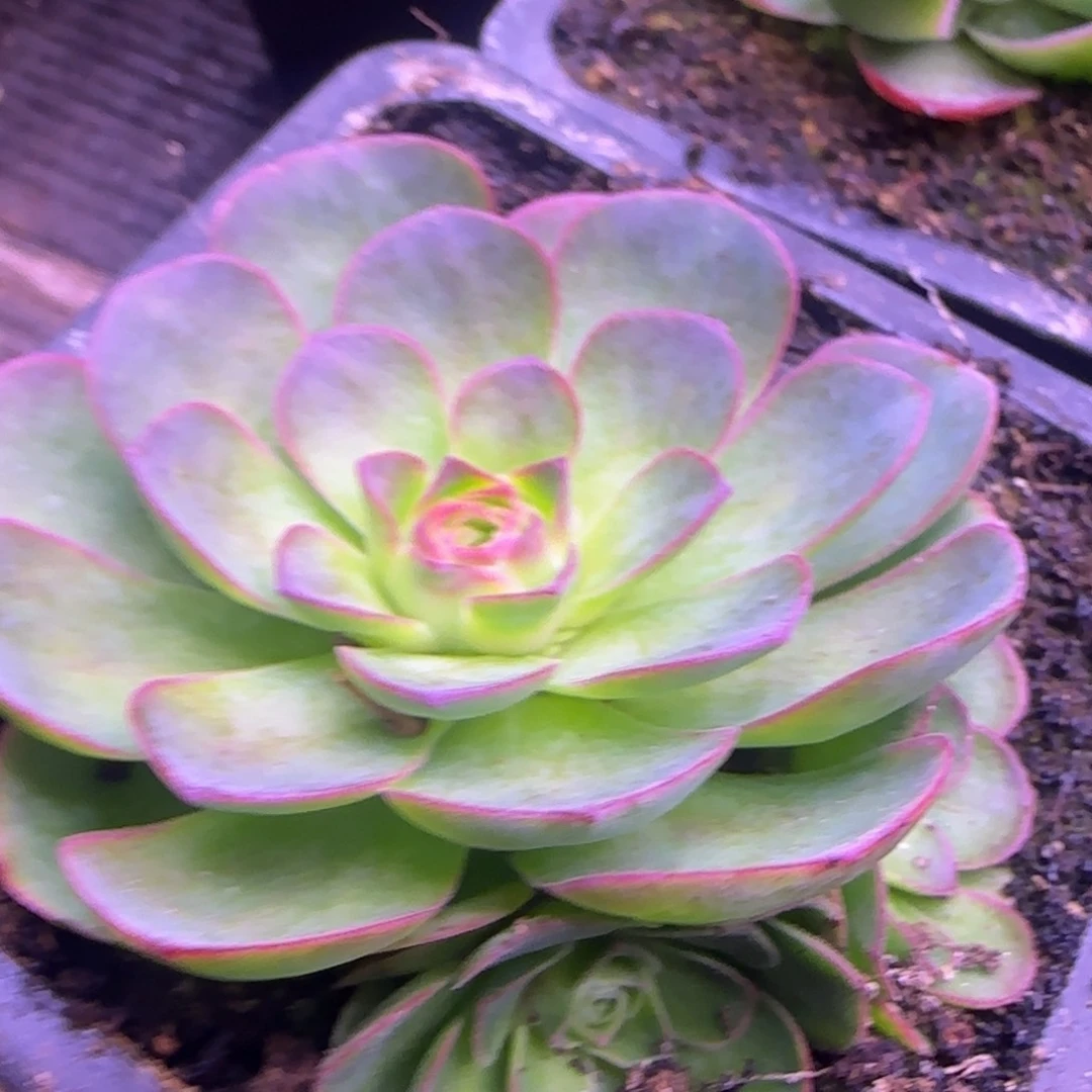 7厘米米奇头群生玫瑰1134242424242