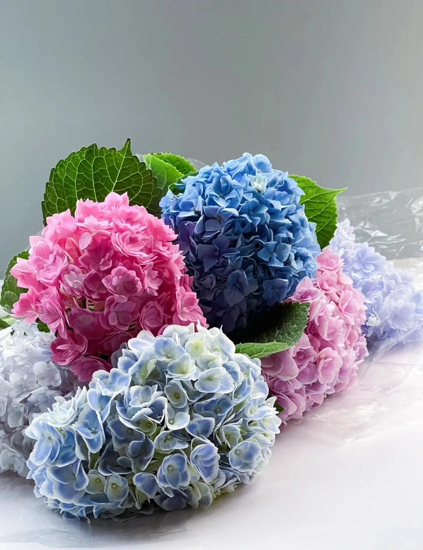 优选随机色绣球3支鲜初花花瓶